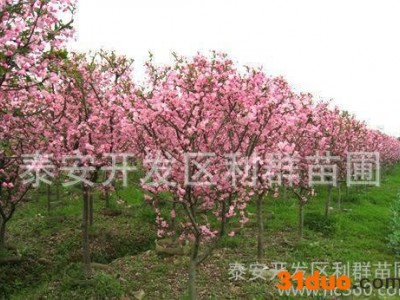 大量**垂丝海棠 垂丝海棠苗 规格齐全 垂丝海棠树苗基地