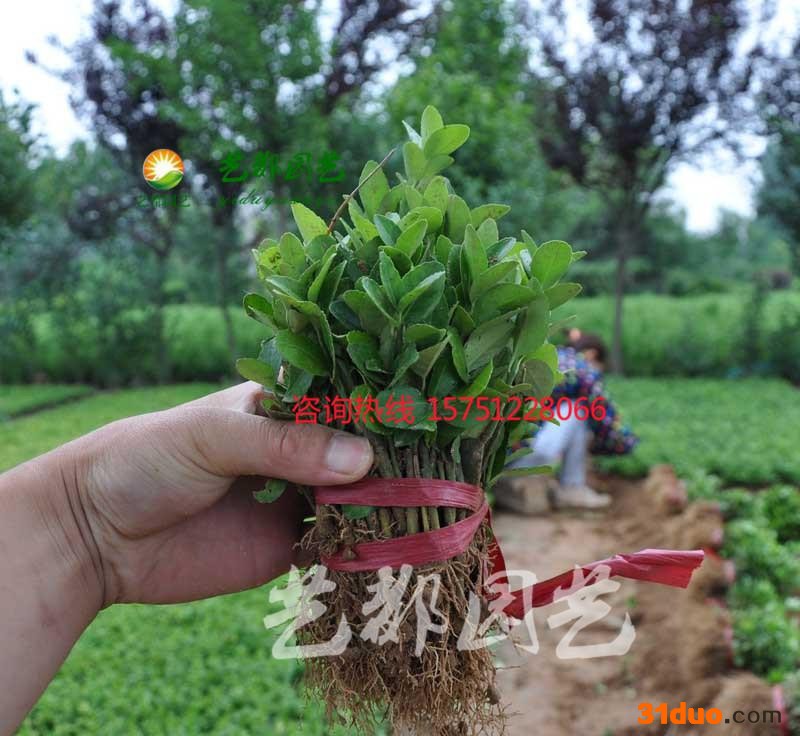 冬青树苗 四季常青 冬青小苗 庭院绿篱 绿化工程苗木特价