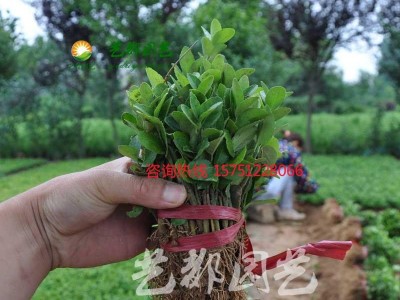 冬青树苗 四季常青 冬青小苗 庭院绿篱 绿化工程苗木特价