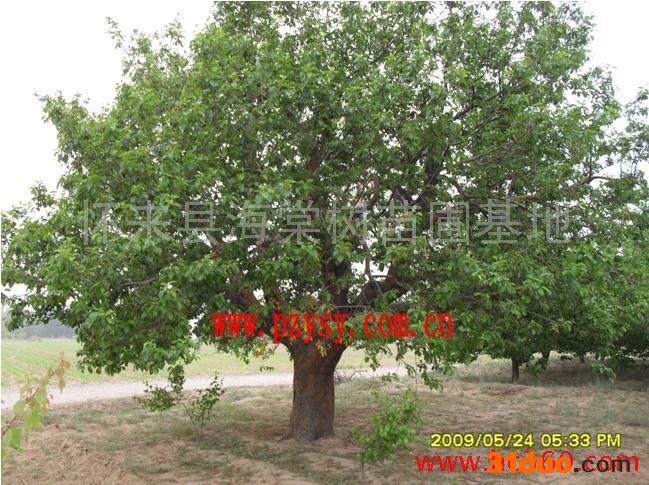 供应海棠树/海棠树苗海棠果八棱海棠树