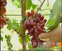 供应葡萄苗.樱桃苗.桃树.桃苗.苹果苗等各种果树苗以及绿化苗