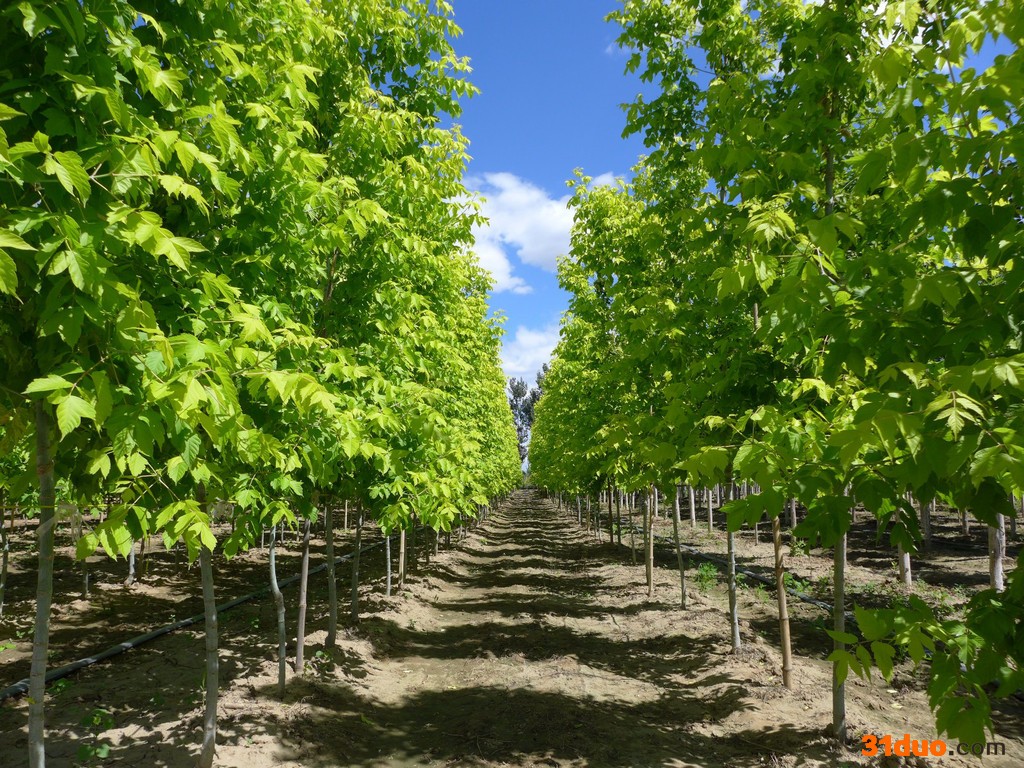 北京宝山彩叶园林   红叶复叶槭  树苗