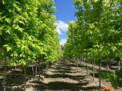 北京宝山彩叶园林   红叶复叶槭  树苗