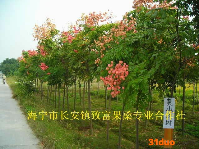 供应一年生黄山栾树树苗