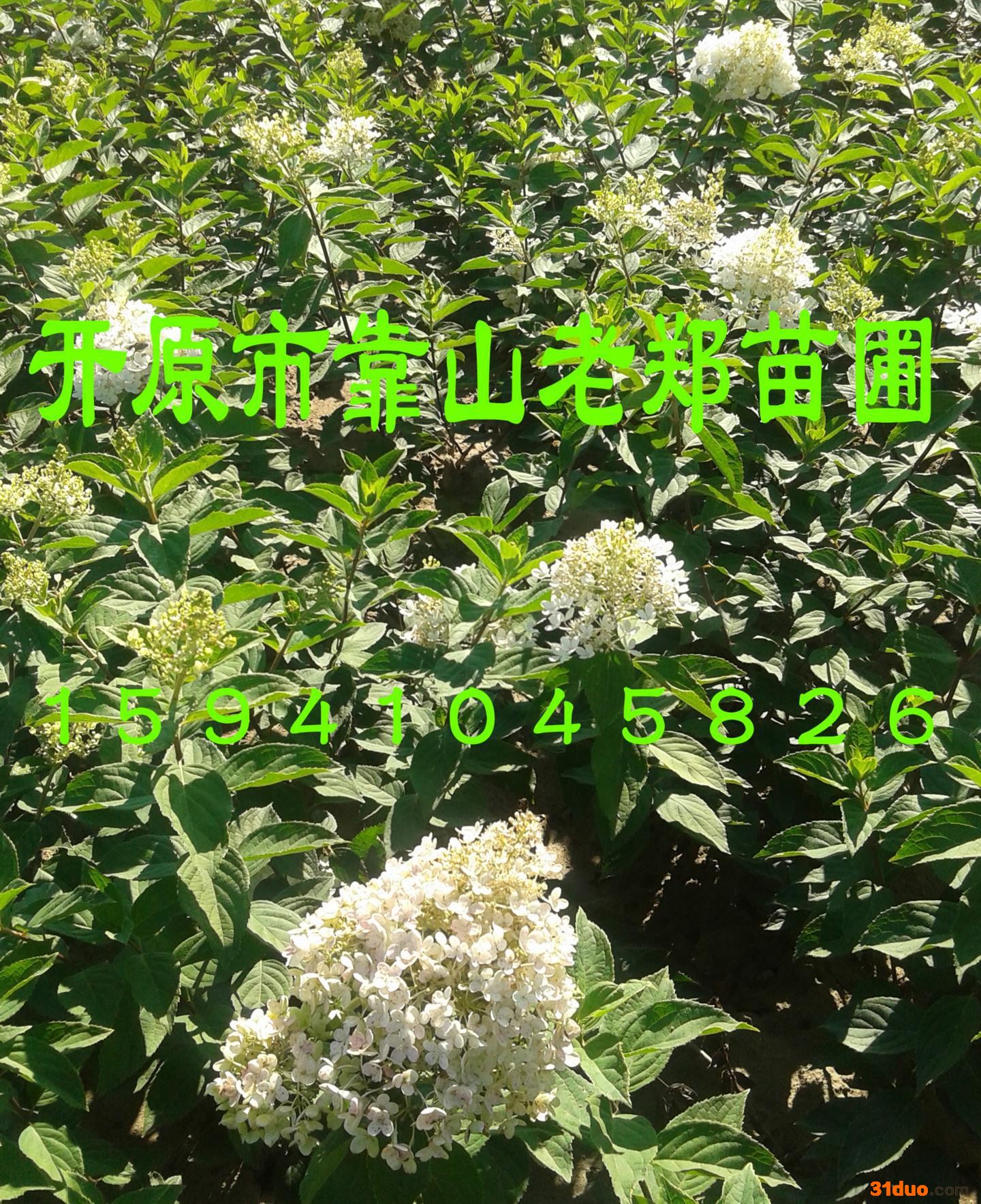 欢迎咨询低价【木绣球树苗】大花水桠木小苗 规格齐全 价格合理