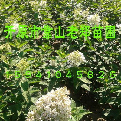 欢迎咨询低价【木绣球树苗】大花水桠木小苗 规格齐全 价格合理