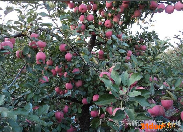 供应【顶】山东泰安当年生苹果树苗/苹果实生苗