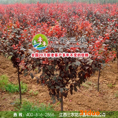 供应华彩三农HCSN-36红叶赤果 红叶苗木 彩色树苗