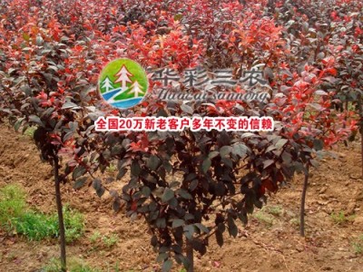 供应华彩三农HCSN-36红叶赤果 红叶苗木 彩色树苗