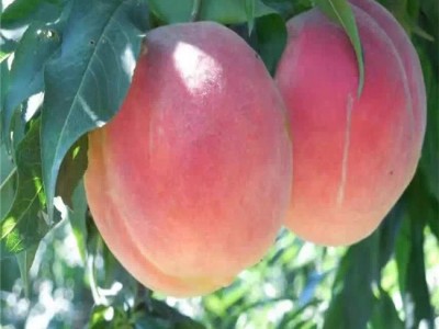 桃树苗早熟桃树苗晚熟桃树苗桃树苗批发桃树苗基地 桃树苗新品种  基地直销  欢迎选购