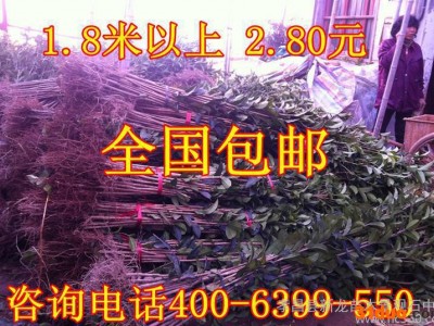 批量优惠规格八月桂花树苗