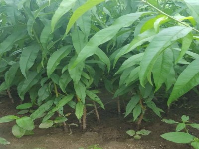 民益 桃树苗基地批发映霜红桃树嫁接成苗