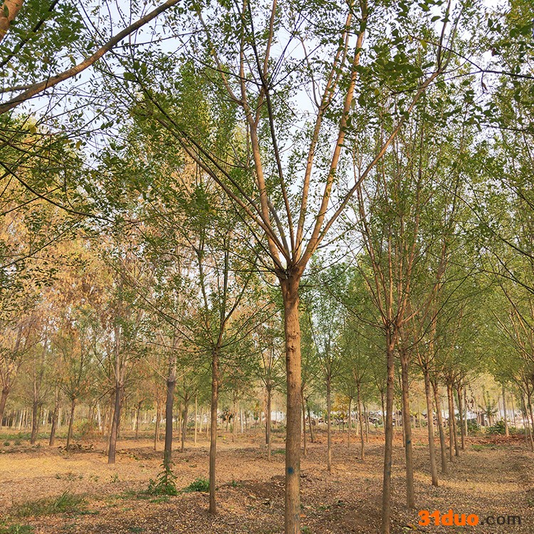 森淼 国槐 国槐树苗 原生国槐树苗 苗木基地直销 面议