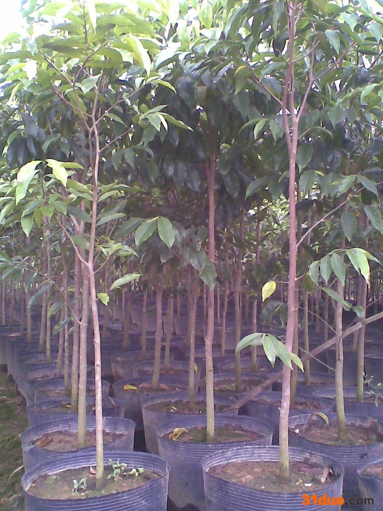 供应沉香树苗价格