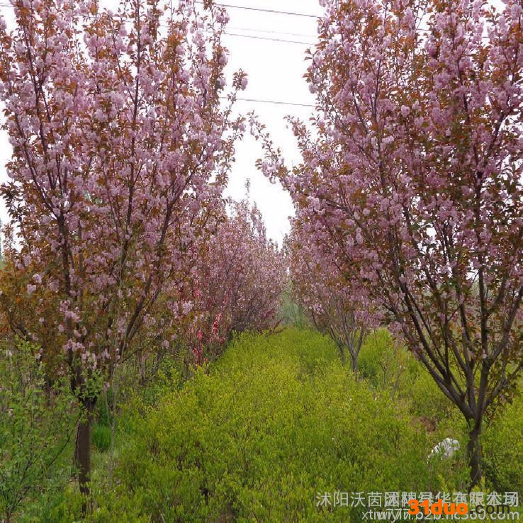 樱花苗 樱花树苗 日本樱花树苗 嫁接早樱晚樱 樱花小苗 绿化苗木