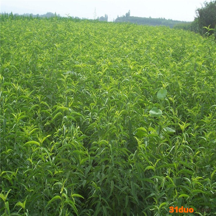 木鑫园艺场现货供应桃树实生苗2016桃树原生苗价格 用于嫁接桃树品种的桃苗 占地用大桃树苗大规格桃苗 桃树苗大量批发