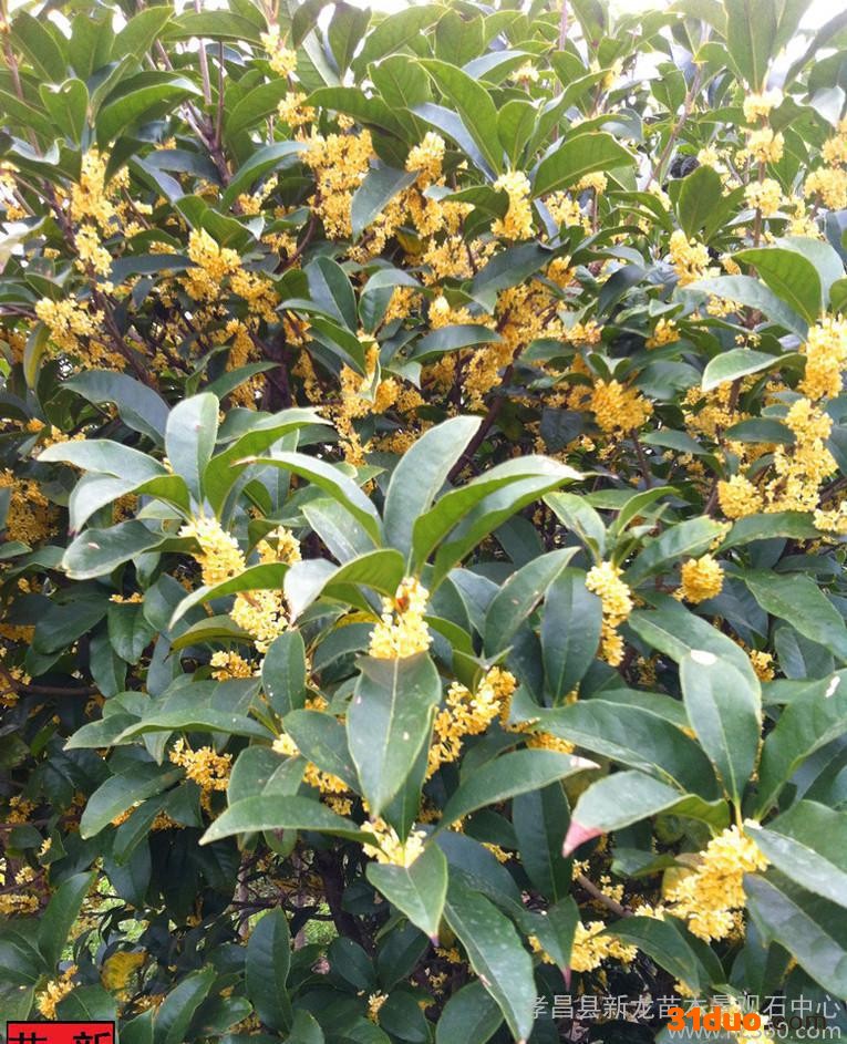 桂花树苗 农户直销  大量占地用苗