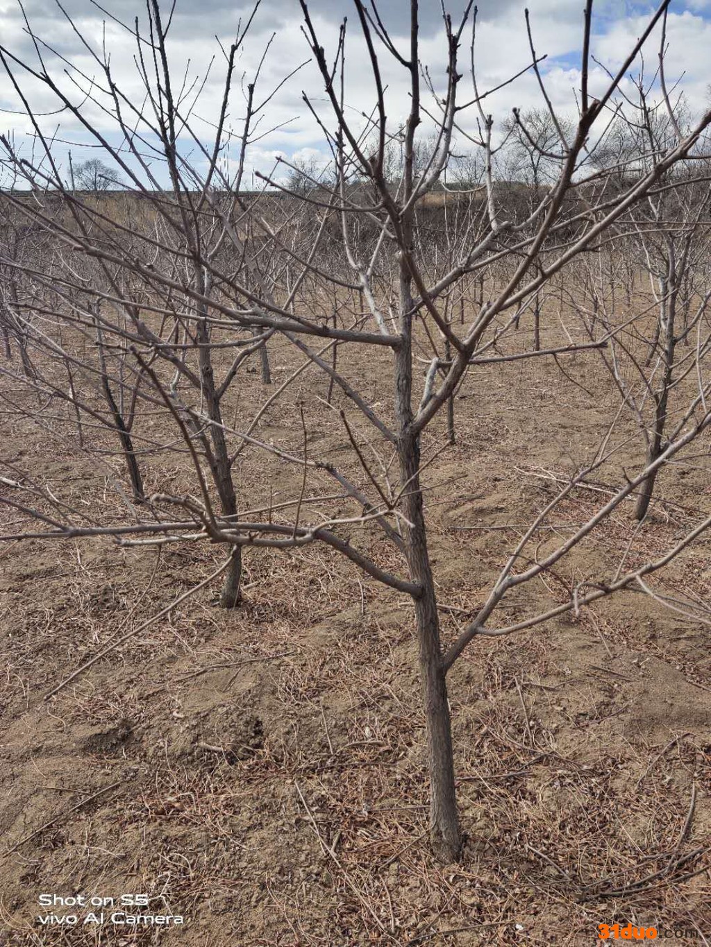 绿源文冠果基地大量现货供应3公分文冠果树苗文冠果树苗价格