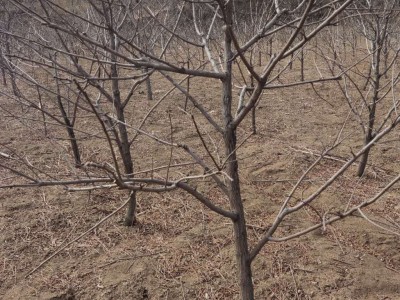 绿源文冠果基地大量现货供应3公分文冠果树苗文冠果树苗价格