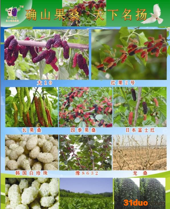 果桑树苗桑葚树苗技术桑葚种植培训农民工返乡创业  大学生创业  退役军人创业好项目  果桑