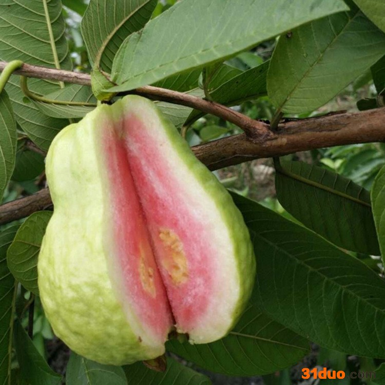 基地厂家台湾品种红心芭乐果树苗 三红嫁接苗 番石榴苗 四季果苗