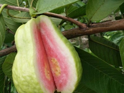 基地厂家台湾品种红心芭乐果树苗 三红嫁接苗 番石榴苗 四季果苗