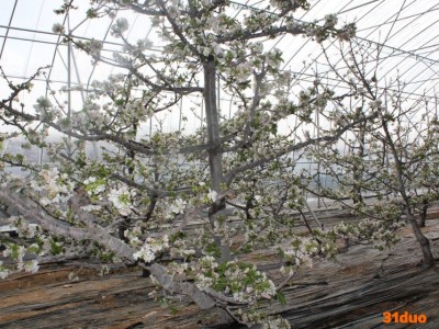 供应泽毅樱桃树苗