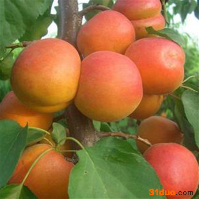 政发乐园艺场 杏树苗 产量高 凯特杏苗 山东好杏苗 基地专业培育