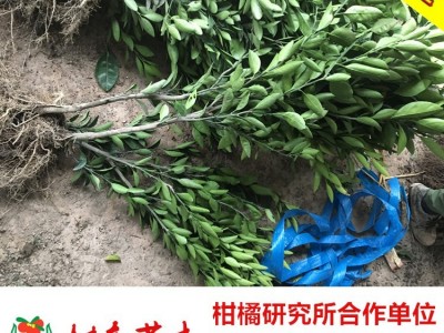 【树友苗木】 由良果树 纯度保证 甜度18 由良树苗 果树苗木由良桔子树苗