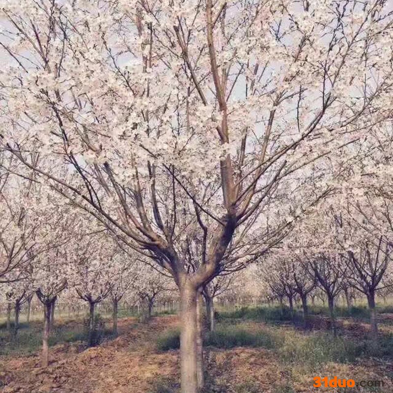 常年供应樱花 日本樱花 早樱 晚樱 樱花树 樱花树苗 12公分樱花 12公分樱花价格 12公分樱花树价格 量大价优