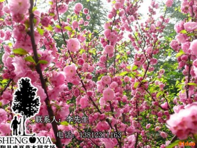 基地直销 庭院观赏树苗 榆叶梅 榆叶梅树苗 园林景观行道