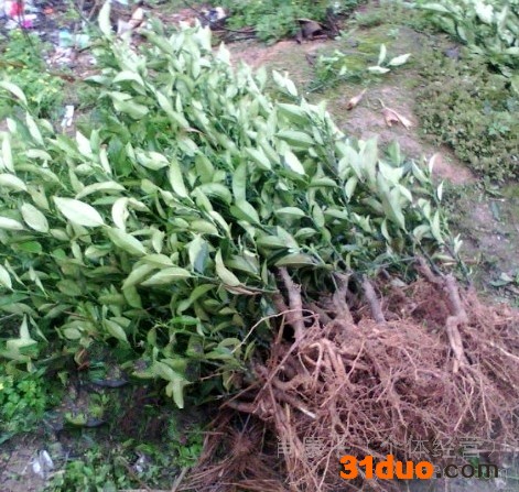 供应遂川**金桔树苗,金桔苗，嫁接苗，实心苗，果树苗，产量高.果实甜