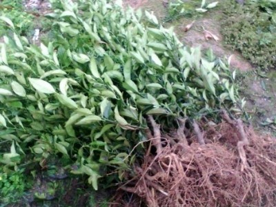 供应遂川**金桔树苗,金桔苗，嫁接苗，实心苗，果树苗，产量高.果实甜