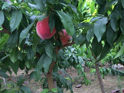 园景农业 桃树苗 基地直销**桃苗 专业育苗 成活率高