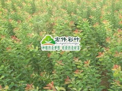 江西宏伟彩叶苗圃出售正宗红叶柳 红叶柳苗 柳树苗 柳树小苗 红叶腺柳