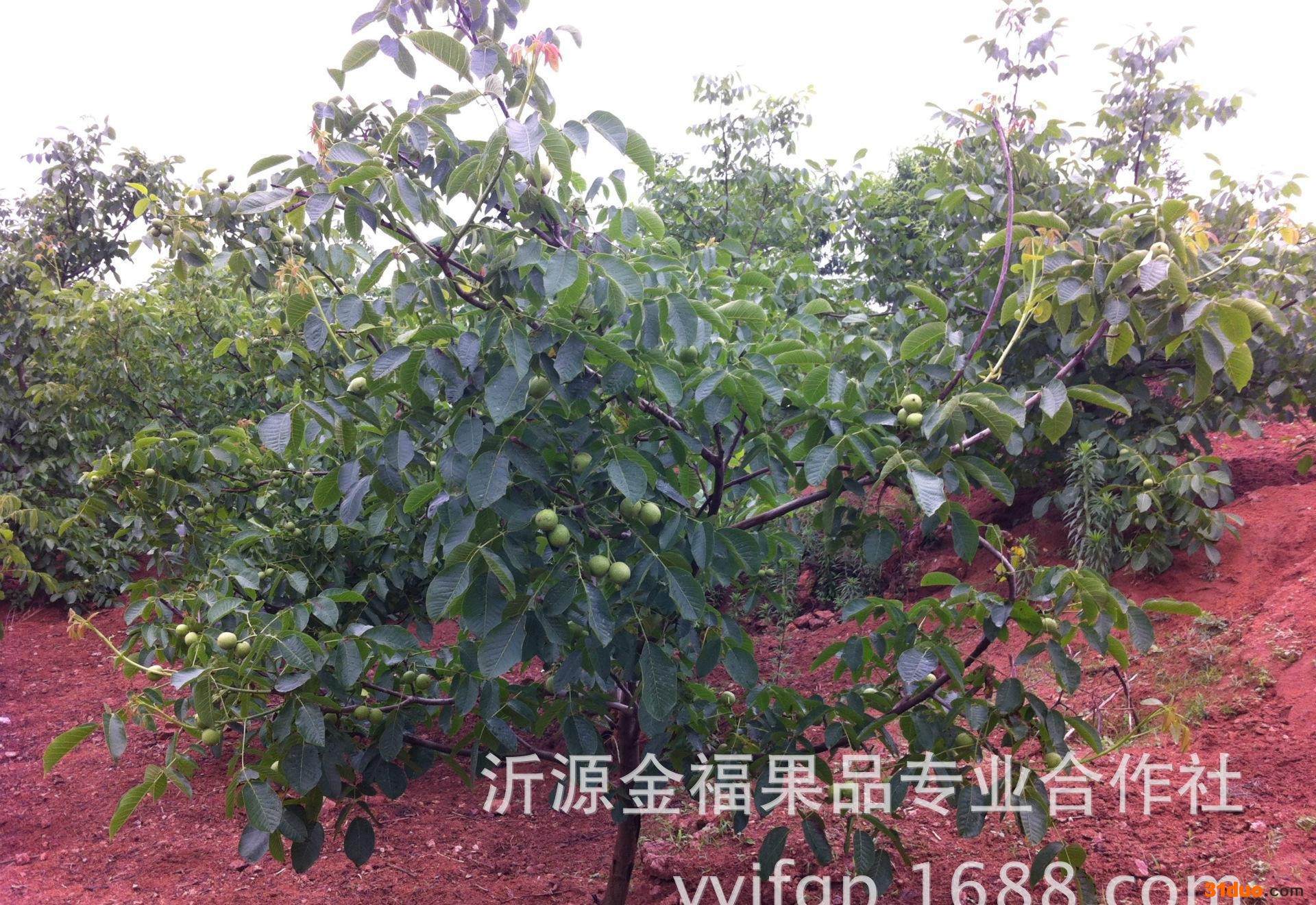 ８５１８核桃苗　核桃种苗果树苗