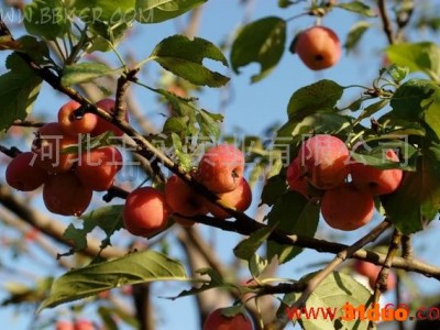 供应八棱海棠树、海棠果、海棠树苗、树