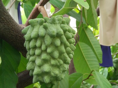 台湾凤梨释迦果树苗 番荔枝苗 基地优良品种嫁接释迦苗大量供应