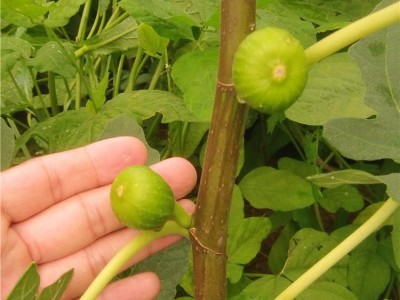 红心无花果苗 无花果树苗 果苗 无花果树苗价格