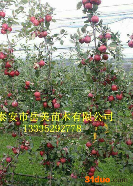 烟富6号苹果树苗价格 4公分烟富6号苹果树苗