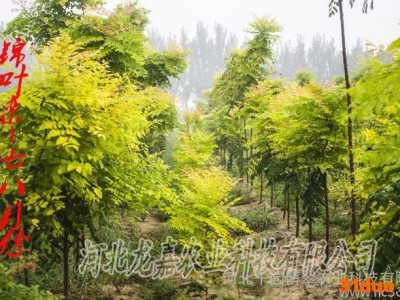新品种锦叶栾 树苗 绿化苗木 室外绿植锦叶栾树小苗 嫁接芽