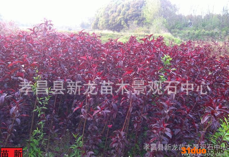 园林绿化景观树 红叶碧桃苗 红梅苗 碧桃树苗