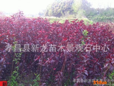 园林绿化景观树 红叶碧桃苗 红梅苗 碧桃树苗
