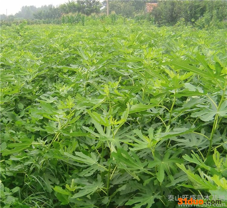 青皮无花果树苗 **嫁接无花果树苗 庭院可盆栽无花果苗