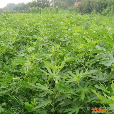 青皮无花果树苗 **嫁接无花果树苗 庭院可盆栽无花果苗