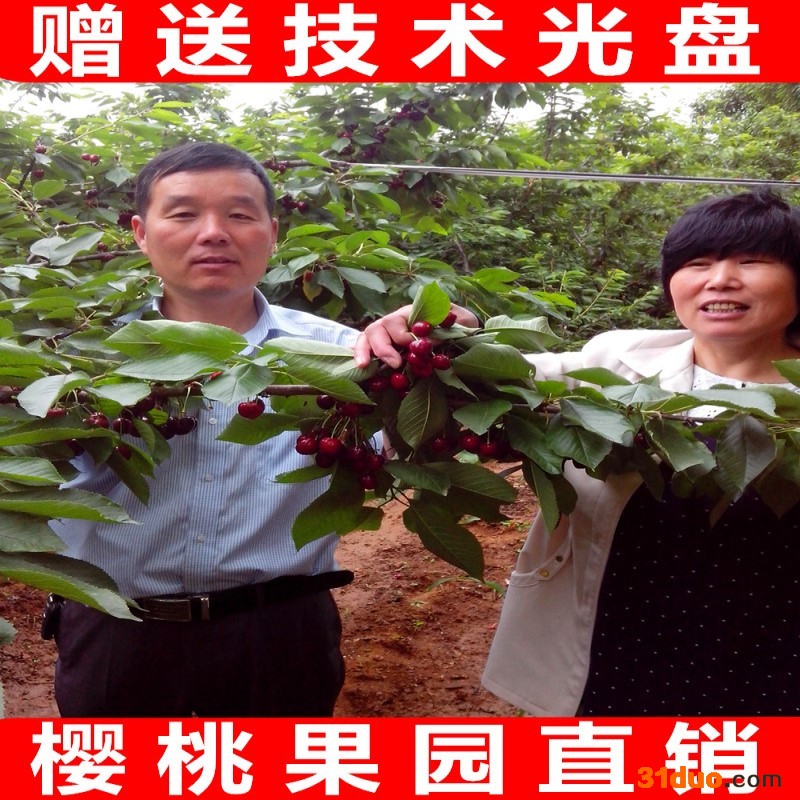 美国车厘子苗 矮化大樱桃树苗 果树苗 车厘子树苗 南方樱桃苗 车厘子苗 樱桃苗 车厘子树苗 车厘子小苗 车厘子苗木 新