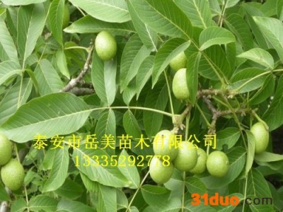 鲁光核桃树苗价格 苗圃基地直销鲁光核桃树苗