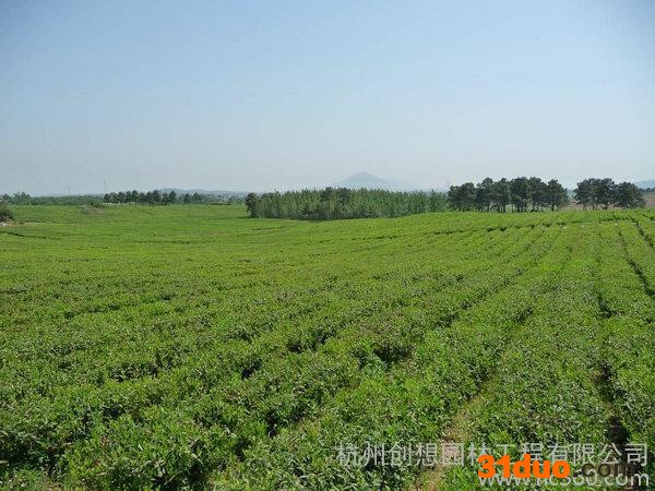 供应茶苗，茶树苗，安吉白茶苗