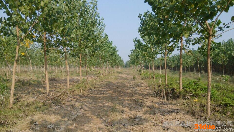 供应速生杨树苗4-4.5米高（可带根去头作工程苗）