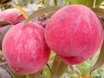 临汾白如玉桃树苗|极好的桃树苗